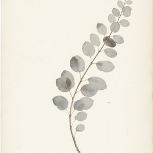 Eucalyptus Branch Herbarium