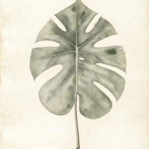 Monstera Leaf Botanical Study