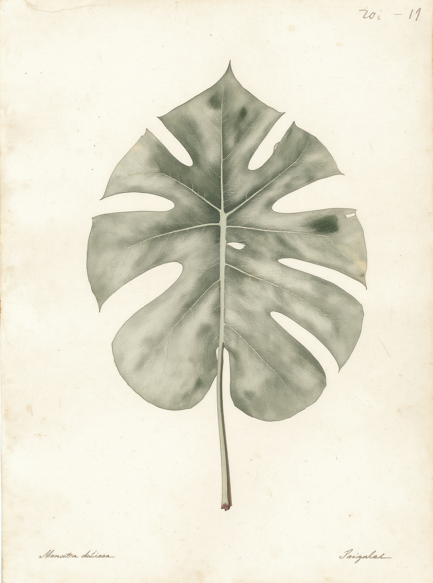 Monstera Leaf Botanical Study